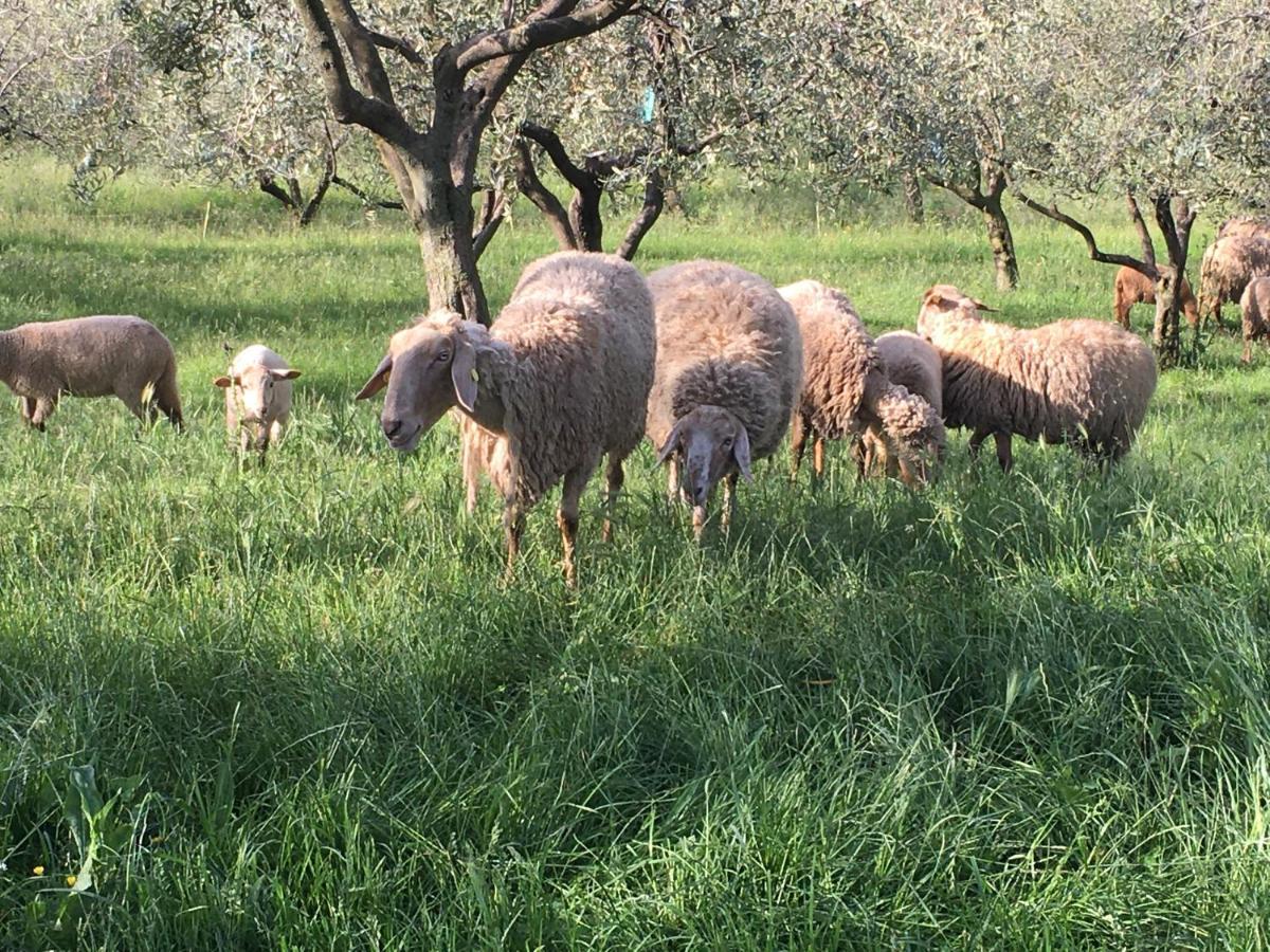 Agriturismo Casa Rosa Verona Dış mekan fotoğraf